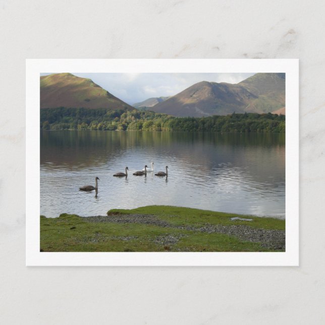 Postal Swans on Derwentwater (Anverso)