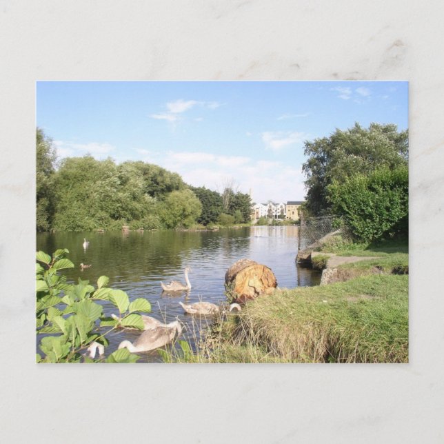 Postal Swans on River Liffey Dublin (Anverso)