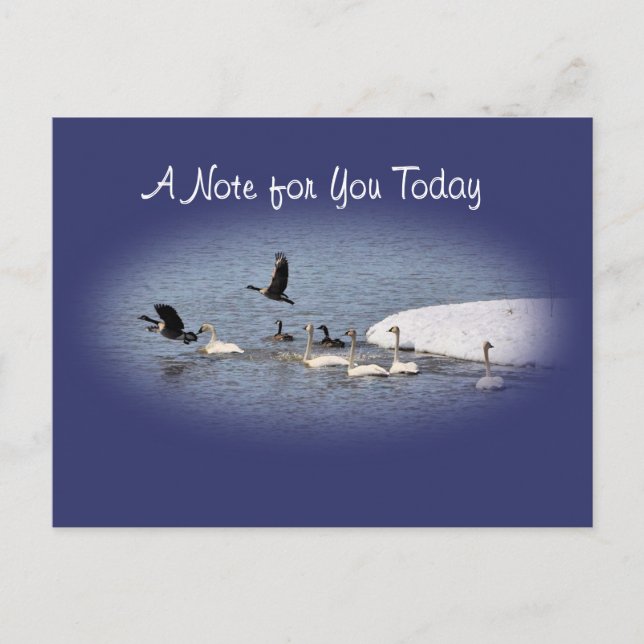 Postal Swans y Geese Postcard-oval-personalizar (Anverso)
