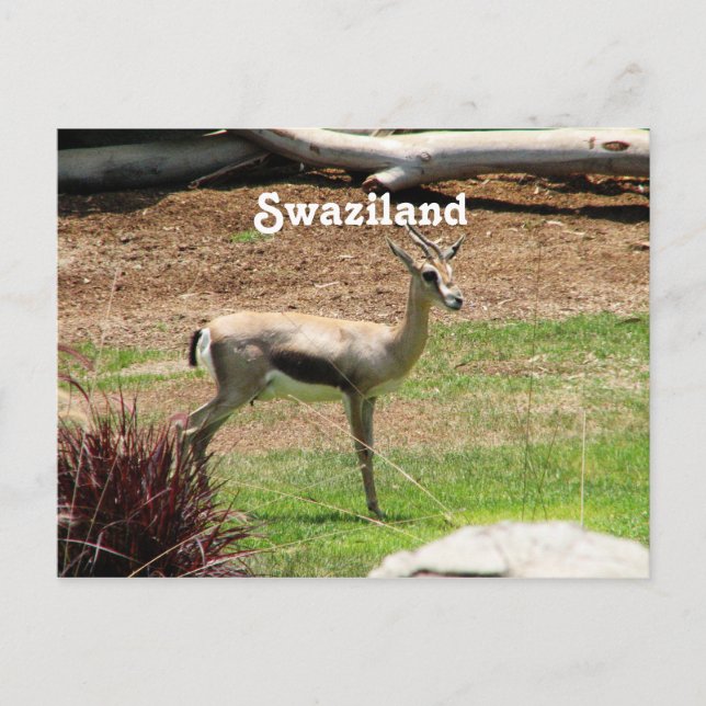 Postal Swazilandia Gazelle (Anverso)