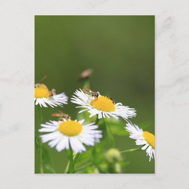 Postal Sweat Bee (Anverso)