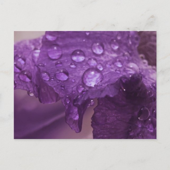 Postal Sweaty Iris (Anverso)