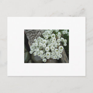Postal Sweet Alyssum