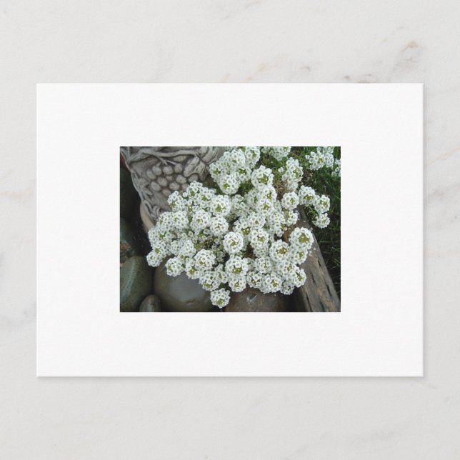 Postal Sweet Alyssum (Anverso)