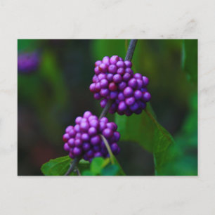 Postal Sweet Blackberries