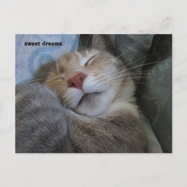 Postal sweet dreams cat taking her nap postcard (Anverso)
