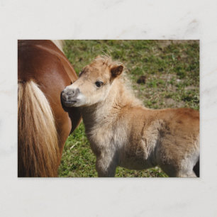 Postal Sweet Haflinger Foal