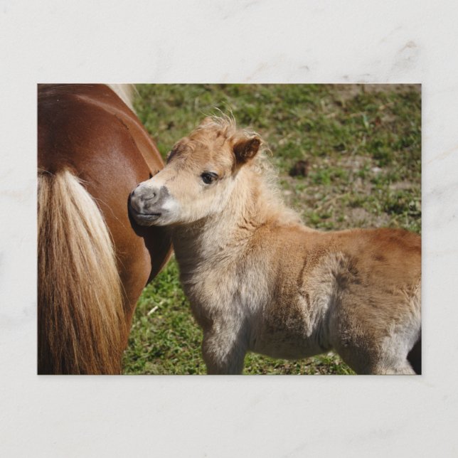Postal Sweet Haflinger Foal (Anverso)