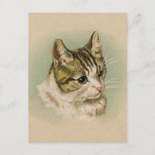 Postal Sweet Kitten