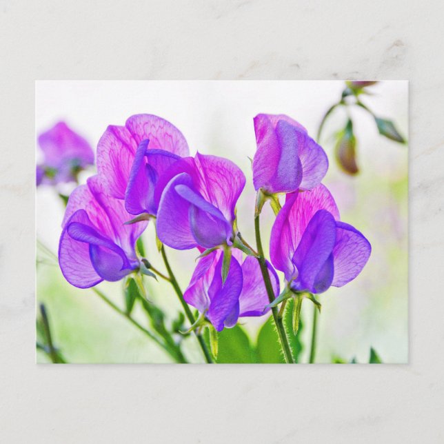 Postal Sweet Pea (Anverso)