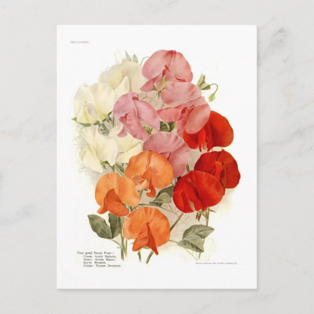 Postal Sweet Peas (Anverso)