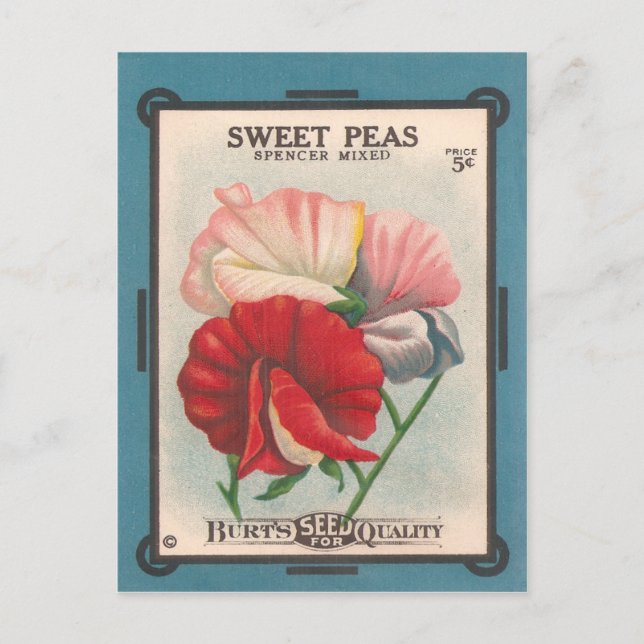 Postal Sweet Peas (Anverso)