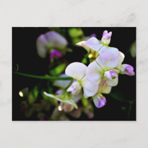 Postal Sweet Peas