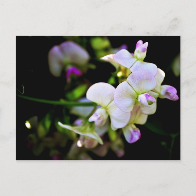 Postal Sweet Peas (Anverso)