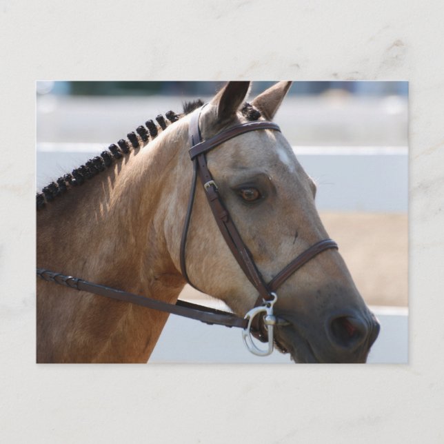 Postal Sweet Roan Pony (Anverso)