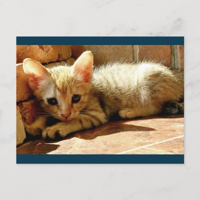 Postal Sweet Sad Kitten (Anverso)