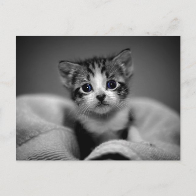 Postal Sweet Tabby Kitten (Anverso)