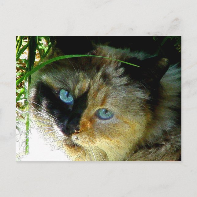 Postal Sweetie Pie (Anverso)