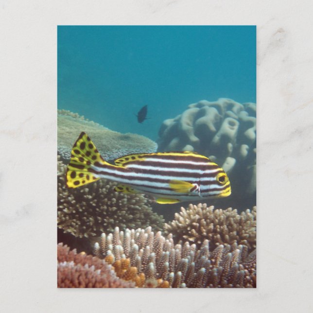 Postal Sweetlip congregado diagonal (lineatus de (Anverso)