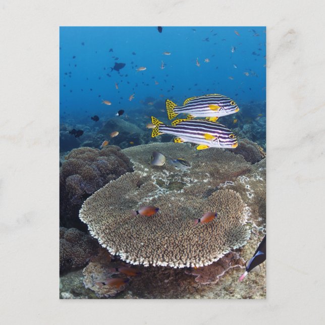 Postal Sweetlip Fish (Anverso)