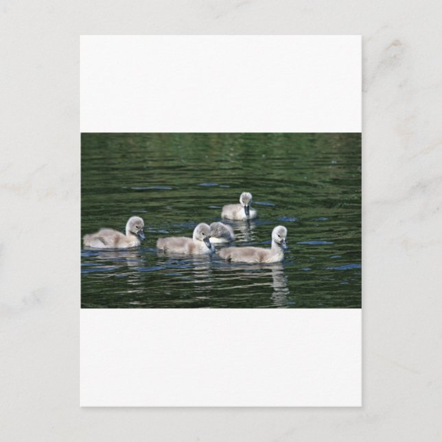 Postal Swim Friends (Anverso)