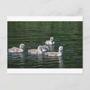 Postal Swim Friends