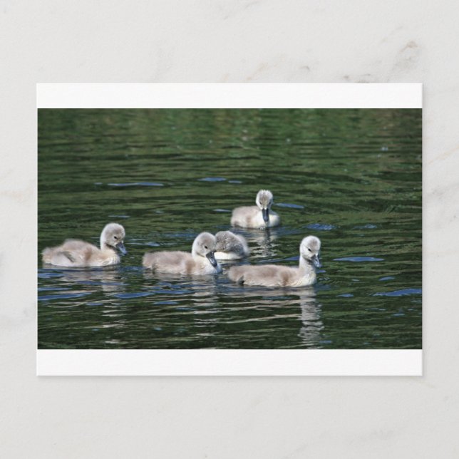 Postal Swim Friends (Anverso)