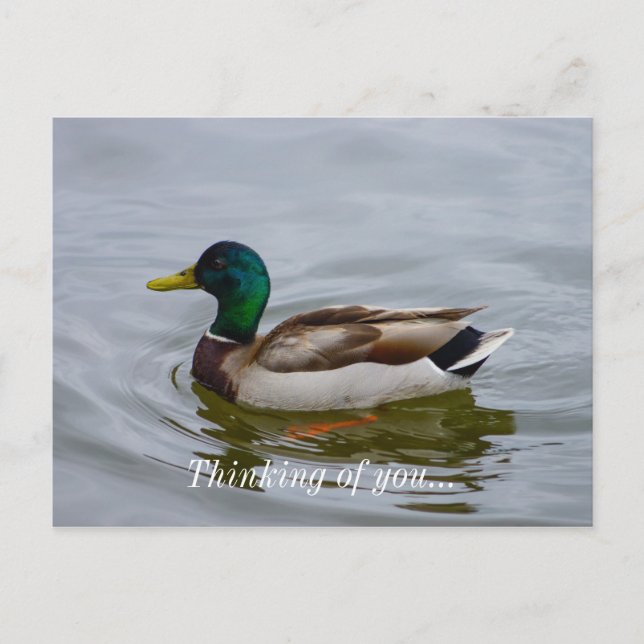 Postal Swim Mallard Swim (Anverso)