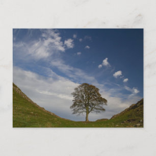 Postal Sycamore Gap en otoño