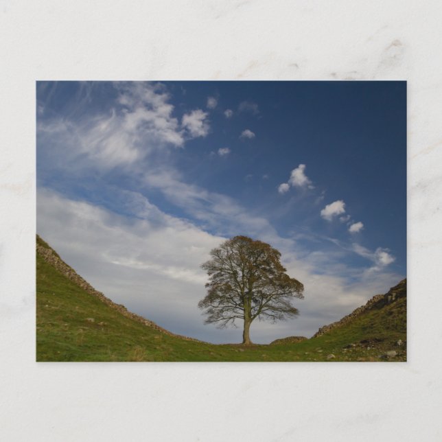 Postal Sycamore Gap en otoño (Anverso)