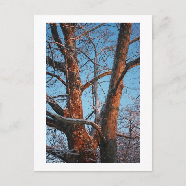 Postal Sycamore Sunrise (Anverso)