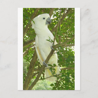 Postal Sydney Cockatoo