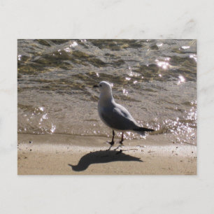 Postal Sydney Gaviota con Fotografía de Playa con Agua Il