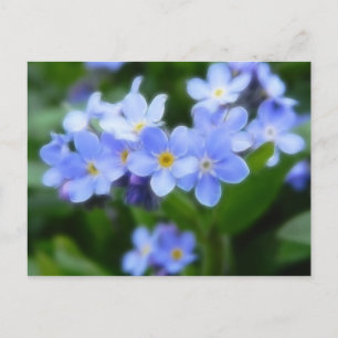 Postal Sylvatica del Myosotis - nomeolvides