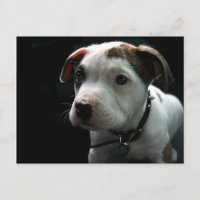 T-Hueso del pitbull del perrito