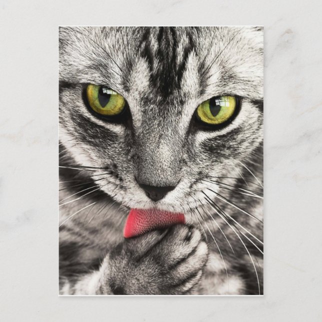 Postal tabby-114782_1280.jpg (Anverso)