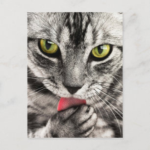Postal Tabby Cat Feline Green Eyes Cierre La Pasta De Lic