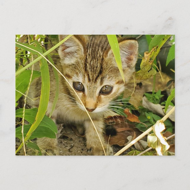 Postal Tabby kitten (Anverso)