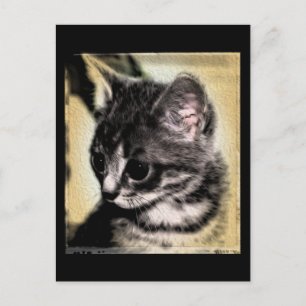 Postal Tabby Kitten