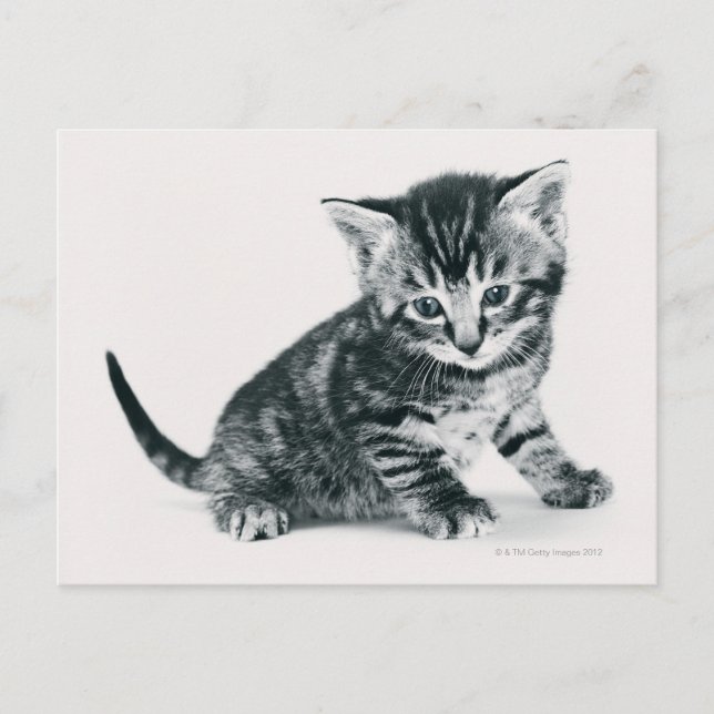 Postal Tabby Kitten (Anverso)
