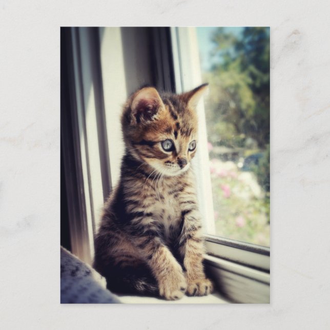 Postal Tabby Kitten Watching (Anverso)