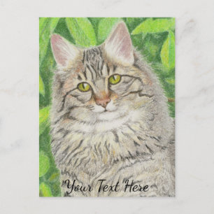 Postal Tabby Longhair