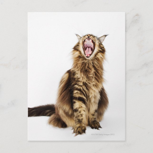 Postal Tabby principal clásico de Brown (Anverso)