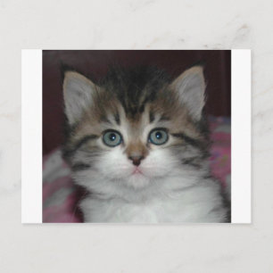 Postal Tabby siberiano/Kitten blanco