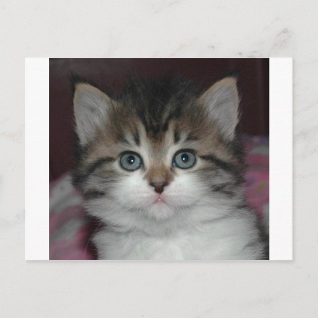 Postal Tabby siberiano/Kitten blanco (Anverso)