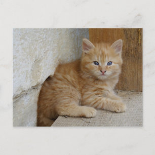 Postal Tabby Tomcat Kitten