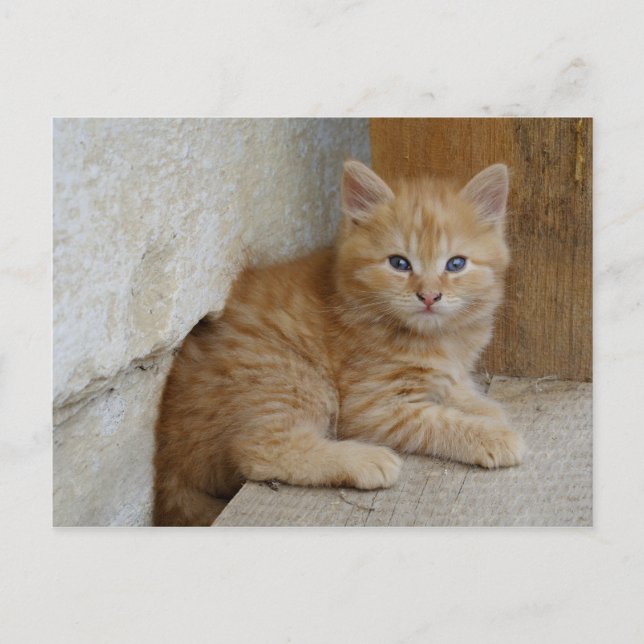 Postal Tabby Tomcat Kitten (Anverso)