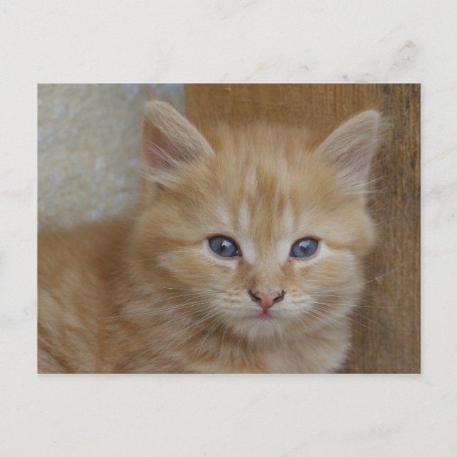Postal Tabby Tomcat Kitten (Anverso)