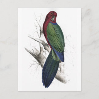 Postal Tabuan Parrakeet de Edward Lear
