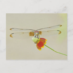 Postal Tachuela ajedrezada (Dythemis fugax) en Mexicano